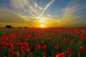 The Poppy and Remembrance